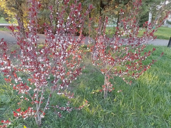 2 (700x525, 257Kb)