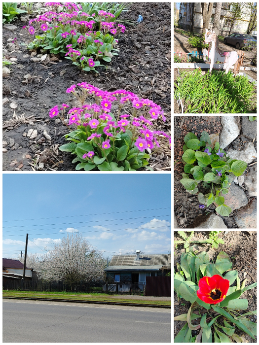 Collage_20250421_161155 (525x700, 565Kb)