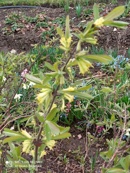 IMG_20250421_143026 (525x700, 244Kb)