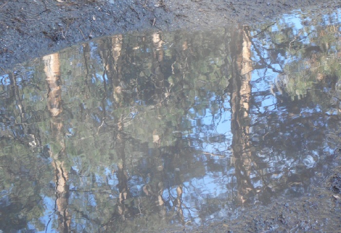 4533467_DSCN74651 (700x478, 142Kb)