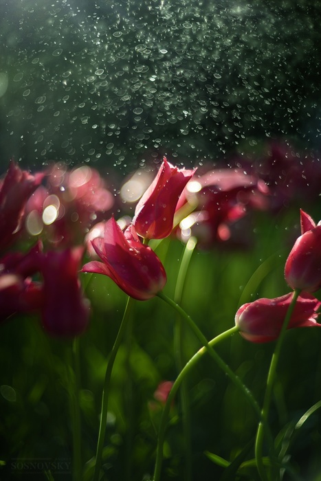 Te0Ax8kXhE4 (467x700, 107Kb)