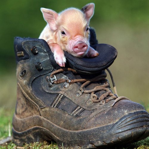 4674007_mini_svinki_15 (500x500, 55Kb)