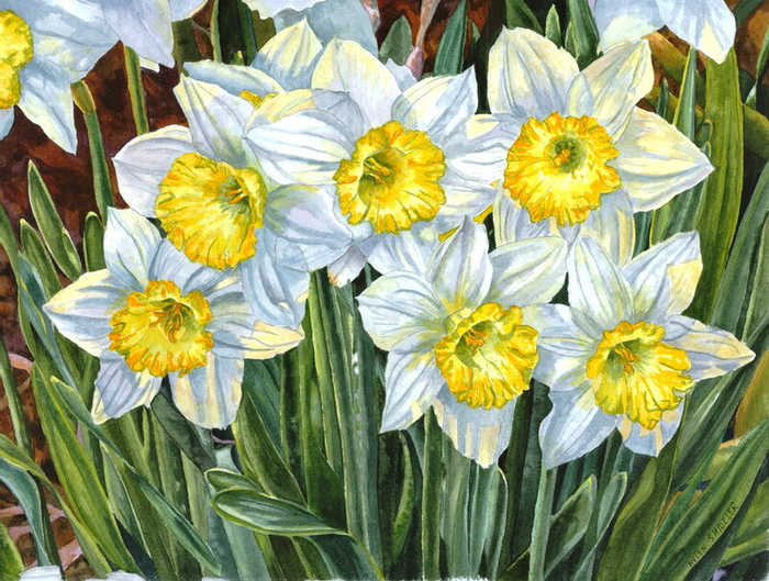 Jonquil (700x529, 529Kb)