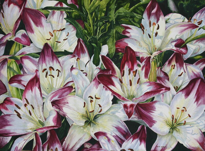 Lollypop lily (700x514, 489Kb)