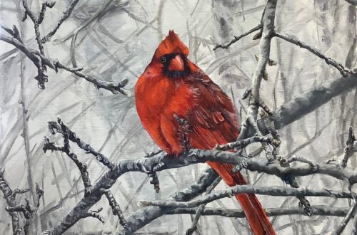 Cardinal-by-Helen-Shideler-500x330 (500x330, 120Kb)