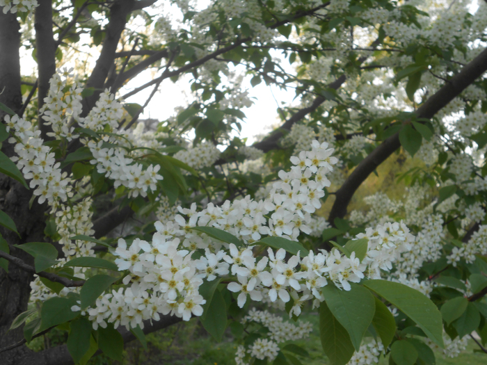 DSCN5988 (700x525, 487Kb)