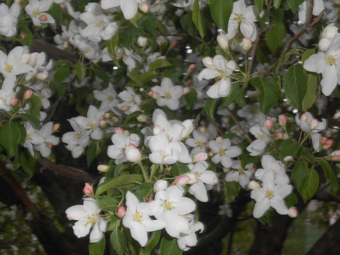 DSCN6002 (700x525, 419Kb)