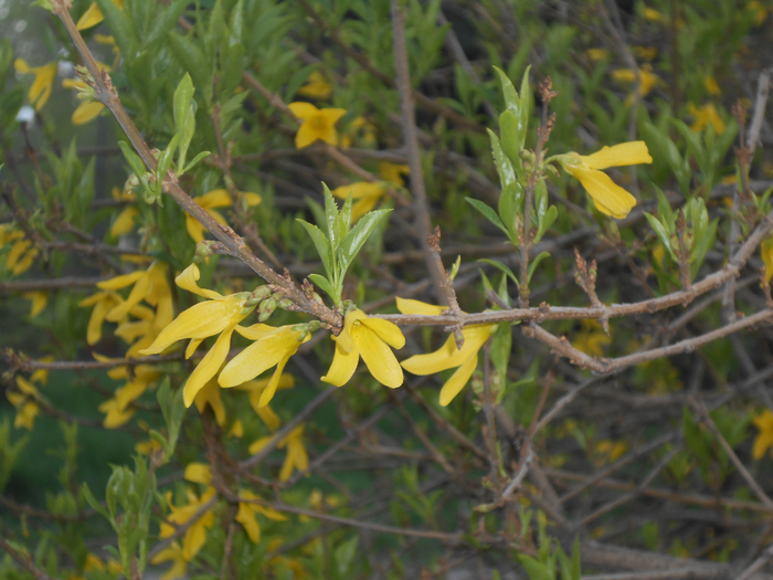 DSCN5995 (700x525, 432Kb)