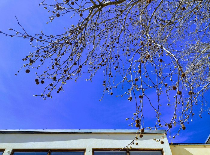 IMG_20250425_131950229_HDR (700x517, 571Kb)