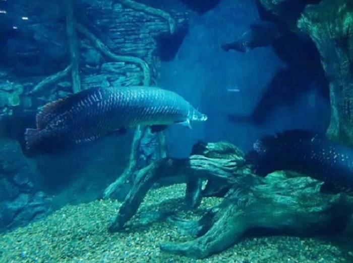 4752699_arapaima4a (700x523, 95Kb)