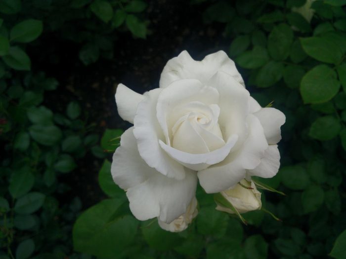 1085cIMG_20170605_115513-1024x768 (900x725, 30Kb)