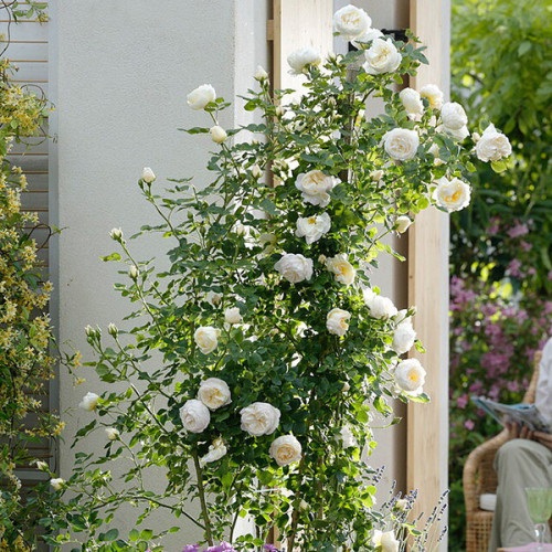 uetersener-klosterrose-02-500x500 (900x900, 146Kb)