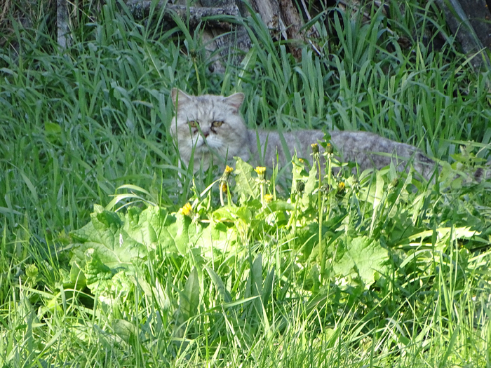 DSC00068 (700x525, 583Kb)
