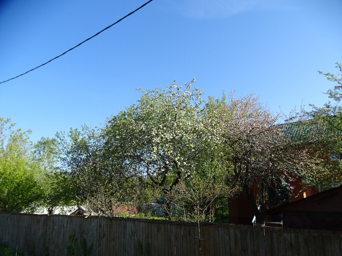 DSC00072 (700x525, 463Kb)