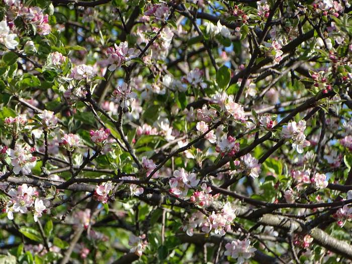 DSC00074 (700x525, 607Kb)