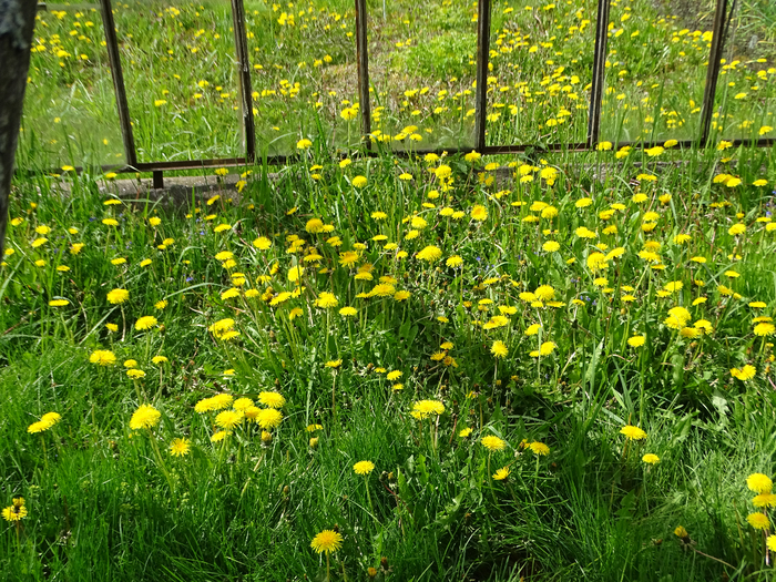 DSC00103 (700x525, 714Kb)