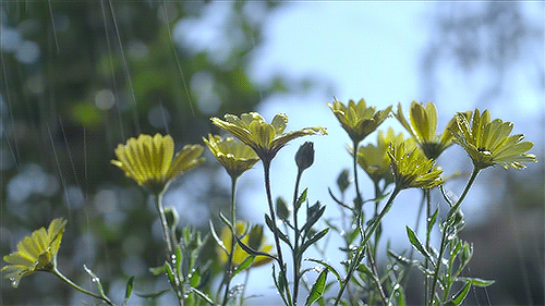 25 (500x281, 922Kb)