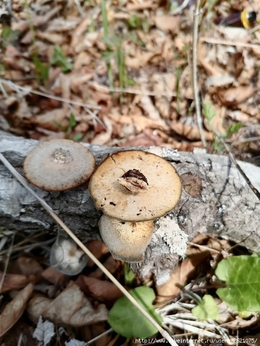 IMG_20250505_133425 (525x700, 264Kb)