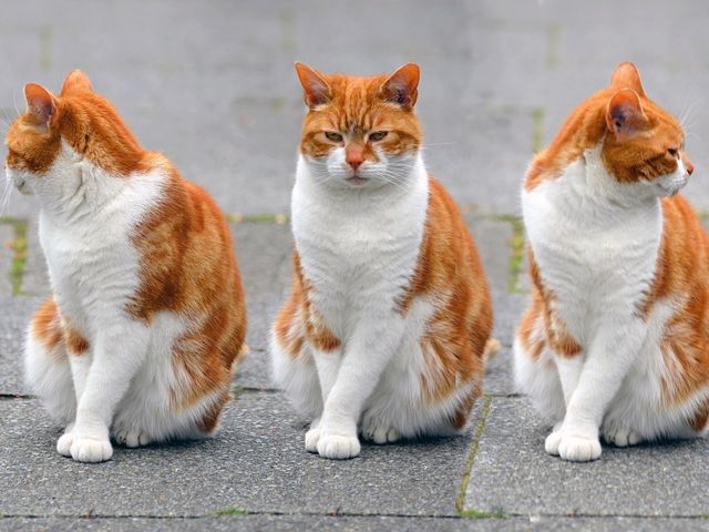 161312438_135244381_45bac5f2fef2468f85d11bd22307df62 (640x480, 53Kb)