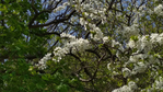  0cb17833-b995-4a27-b27e-44a4b47fbb49 (700x393, 393Kb)