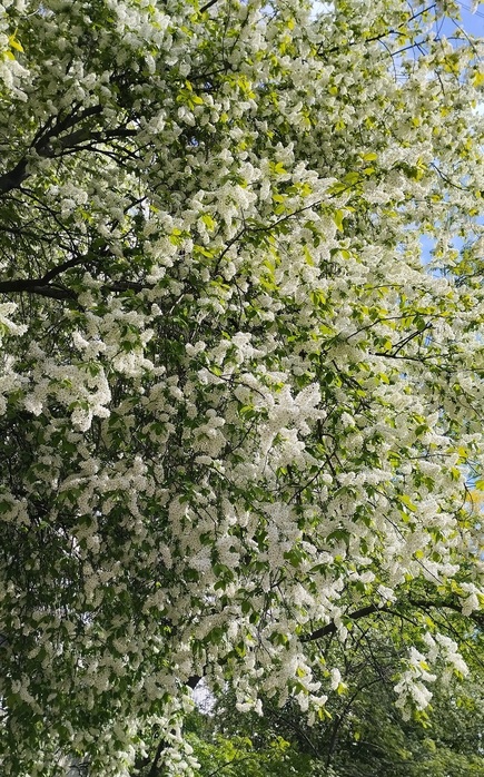 IMG_20250515_103019 (435x700, 219Kb)