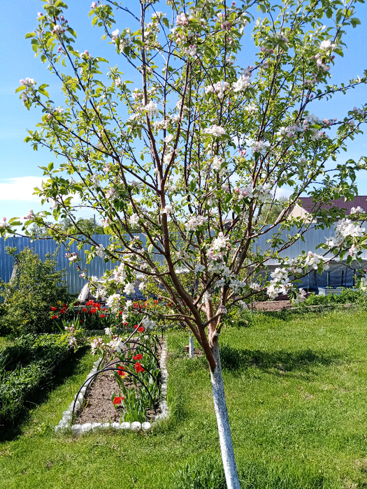 IMG_20250512_135541_378 (525x700, 727Kb)