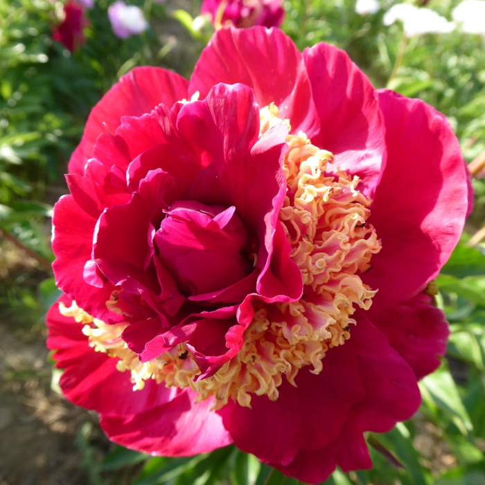 5 (700x700, 527Kb)
