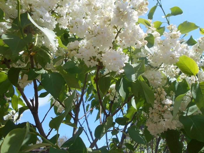 4533467_DSCN76241 (700x524, 163Kb)