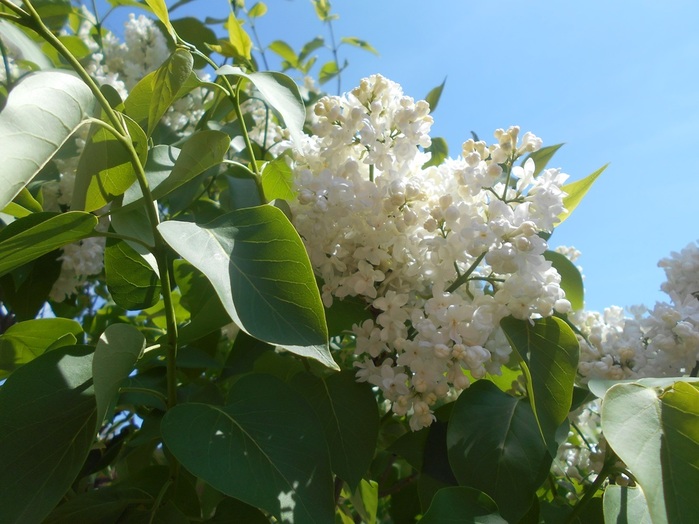 4533467_DSCN76261 (700x524, 118Kb)