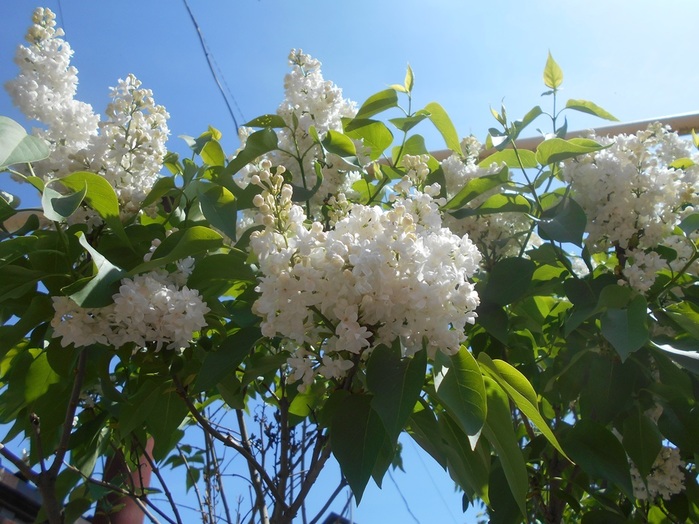 4533467_DSCN76281 (700x524, 144Kb)