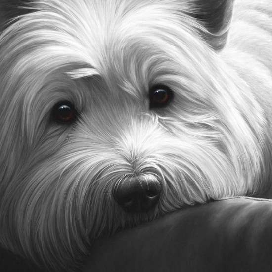 dog-tired-series-west-highland-terrier-by-nigel-hemming-650x550 (550x550, 118Kb)