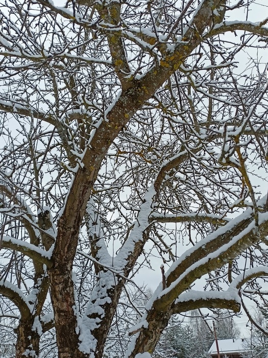 IMG20250204095902 (525x700, 274Kb)