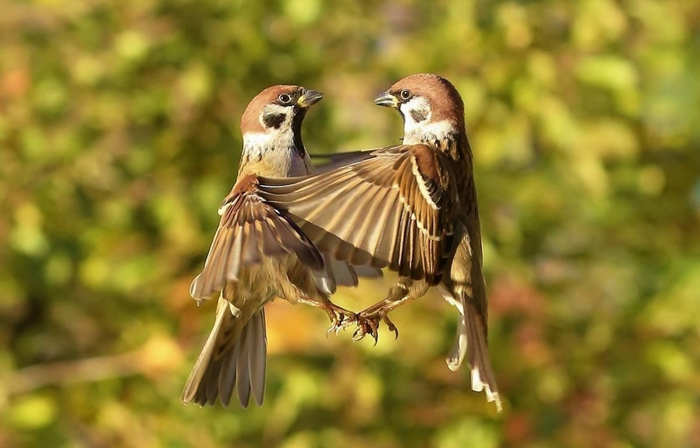 1695351125_animals-pibig-info-p-dva-vorobya-krasivo-8 (700x448, 268Kb)