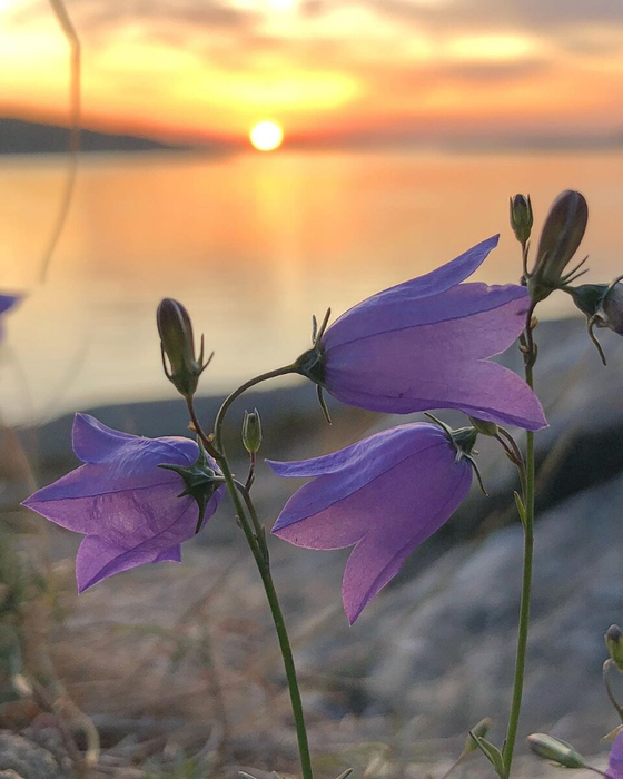 1 (560x700, 334Kb)