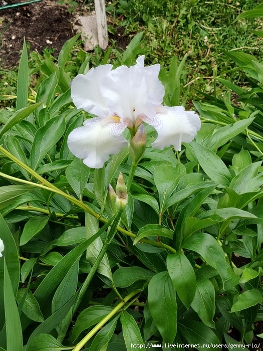 IMG_20250521_120828 (525x700, 343Kb)
