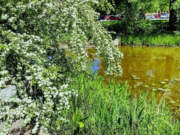 IMG_20250520_130531003_HDR (700x525, 716Kb)