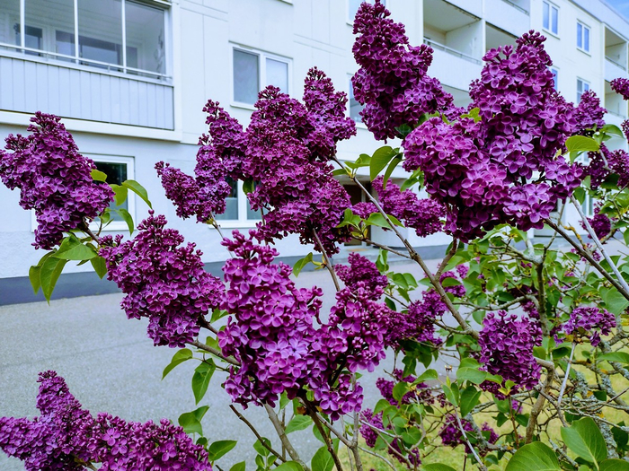 IMG_20250521_103455848_HDR (700x525, 612Kb)
