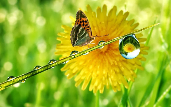 5152557_llocuore_ (700x437, 98Kb)