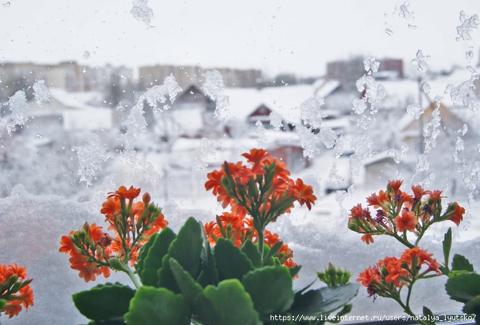 DSC03990 (700x474, 258Kb)