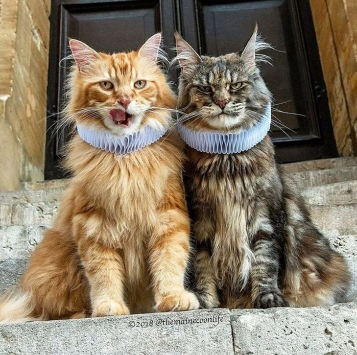 2 кота2 (700x695, 508Kb)