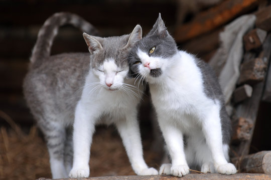 2 кота6 (540x360, 89Kb)