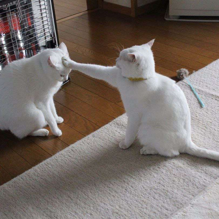 2 кота11 (700x700, 430Kb)