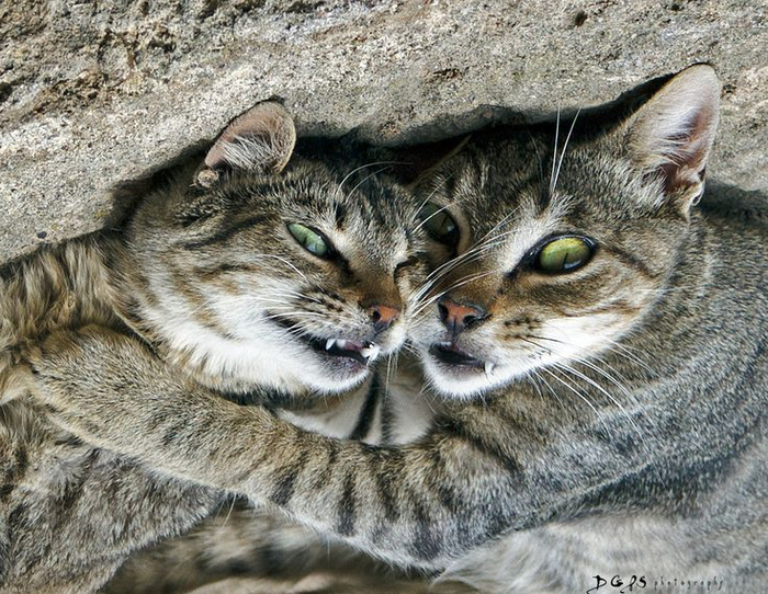два кота (700x542, 477Kb)