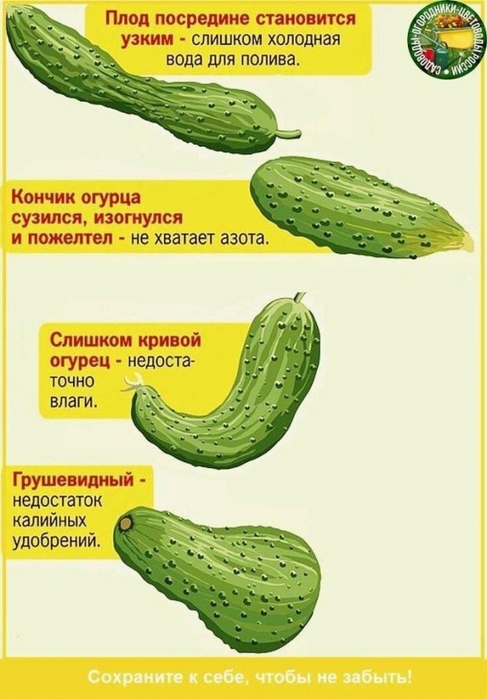 4709286_24153b605f6a74e8a9cf8e124a988cd4 (487x700, 209Kb)