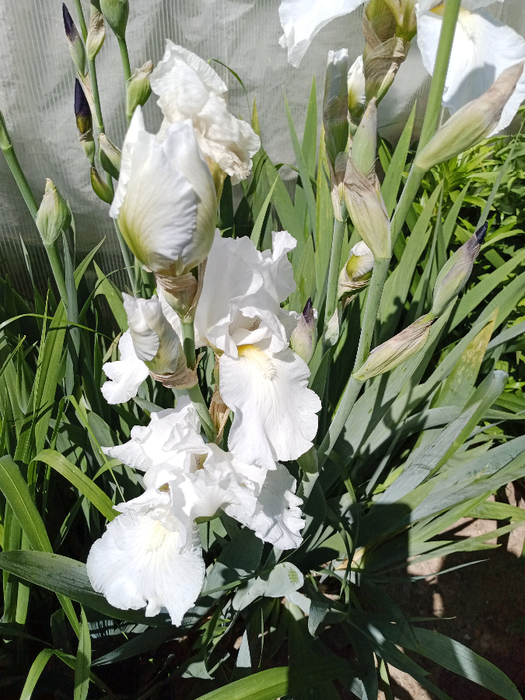 IMG_20250527_115238_822 (525x700, 472Kb)