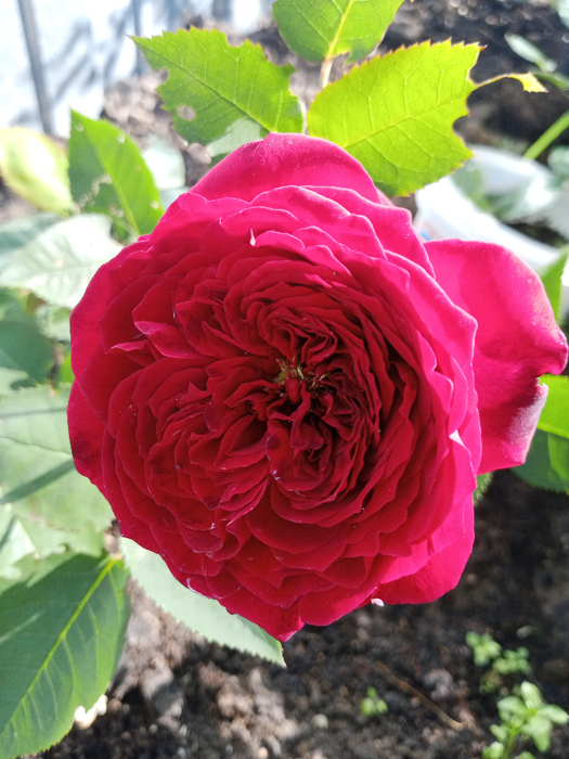IMG_20250527_160951_565 (525x700, 453Kb)