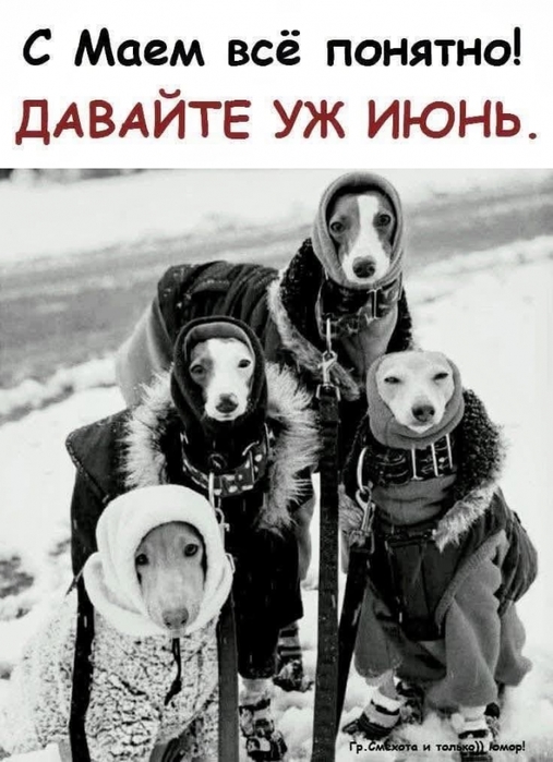3416556_499371627_1438279870687159_4293946983617436878_n (507x700, 211Kb)