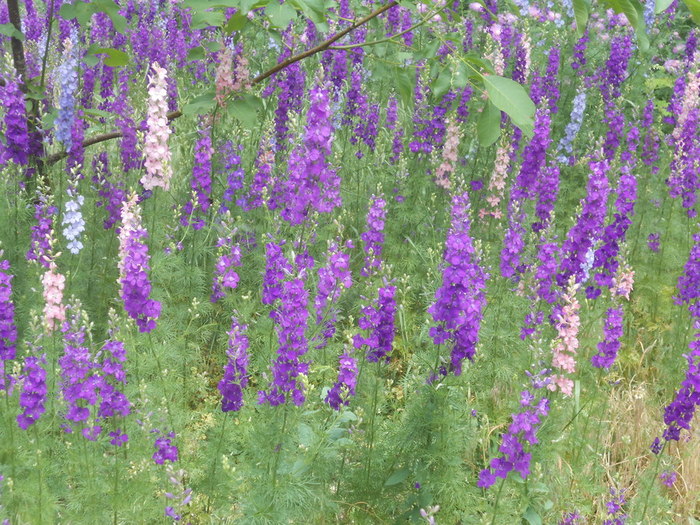 DSCN6053 (700x525, 169Kb)