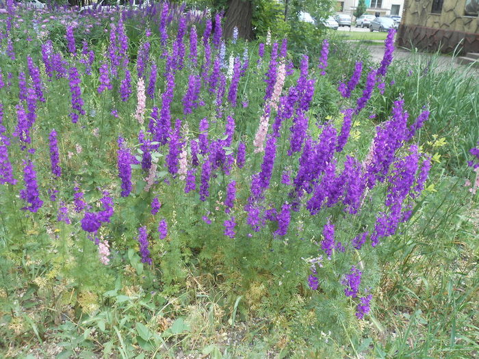 DSCN6055 (700x525, 148Kb)