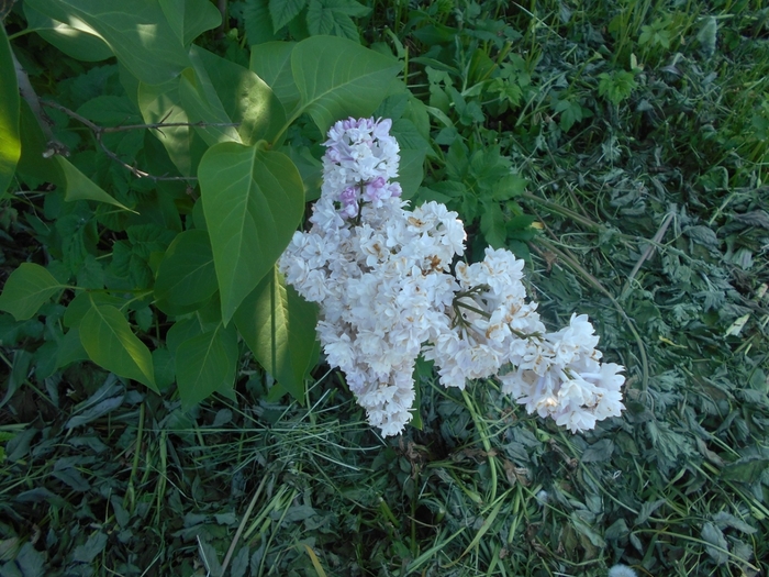 4533467_DSCN76721 (700x525, 324Kb)
